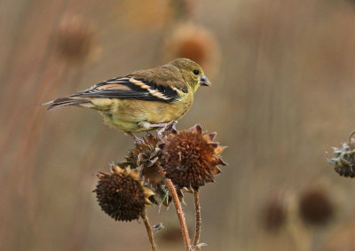 American Goldfinch 2019-10-17