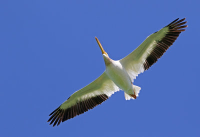 American White Pelican 2019-10-04