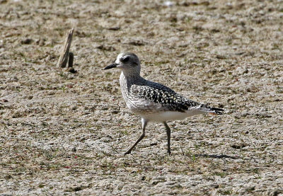 Black-bellied Plover 2019-10-09