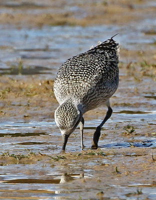 Black-bellied Plover 2019-10-12