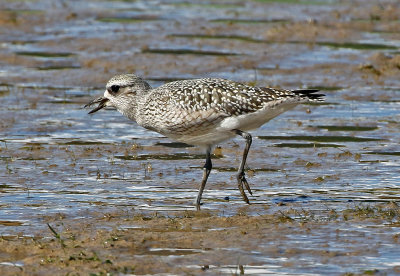 Black-bellied Plover 2019-10-12