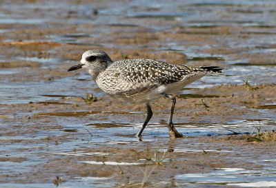 Black-bellied Plover 2019-10-12