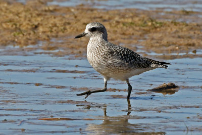 Black-bellied Plover 2019-10-12