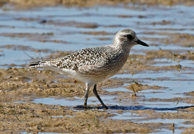 Black-bellied Plover 2019-10-12