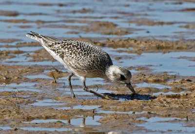 Black-bellied Plover 2019-10-12