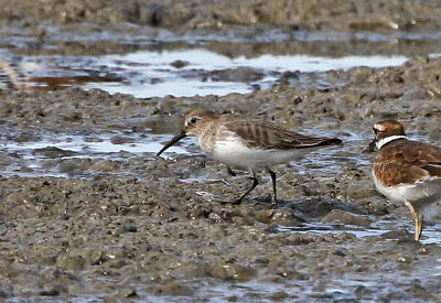 Dunlin 2019-10-05