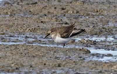Dunlin 2019-10-05