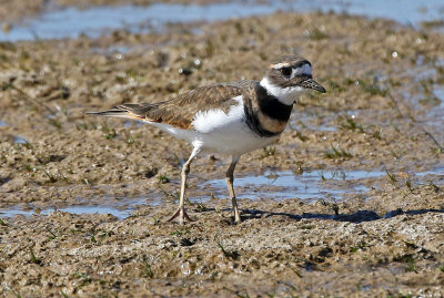 Killdeer 2019-10-12