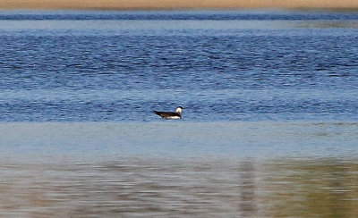Parasitic Jaeger 2019-10-12