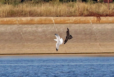 Parasitic Jaeger 2019-10-12