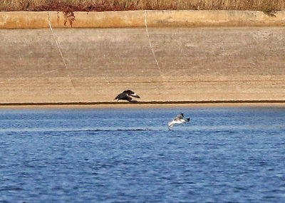 Parasitic Jaeger 2019-10-12
