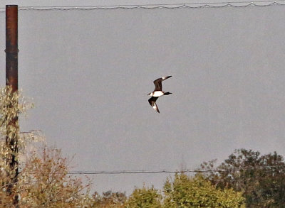Parasitic Jaeger 2019-10-12