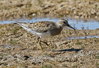 Pectoral Sandpiper 2019-10-12