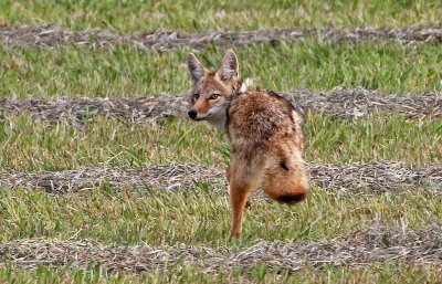 Coyote 2019-10-09