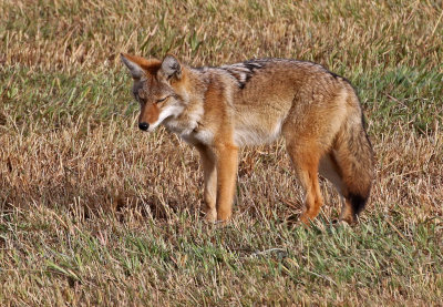 Coyote 2019-10-17