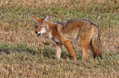 Coyote 2019-10-17