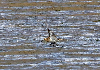 Baird's Sandpiper 2019-10-05