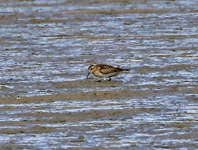 Baird's Sandpiper 2019-10-05