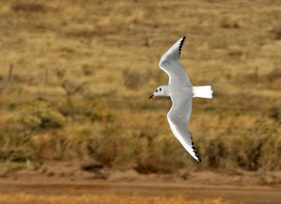 Bonaparte's Gull 2019-10-20