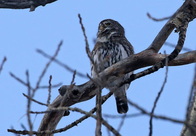 Northern Pygmy-Owl 2019-11-04