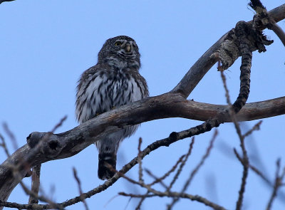 Northern Pygmy-Owl 2019-11-04