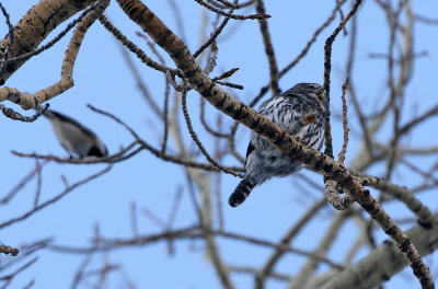 Northern Pygmy-Owl 2019-11-04