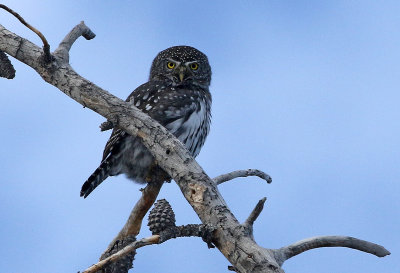 Northern Pygmy-Owl 2019-11-04