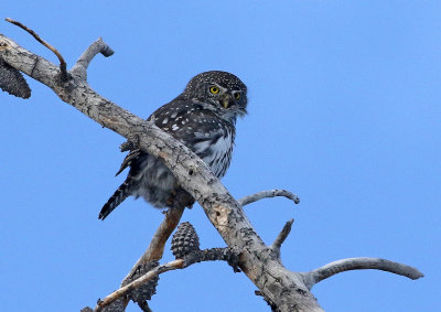Northern Pygmy-Owl 2019-11-04