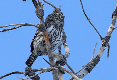 Northern Pygmy-Owl 2019-11-04