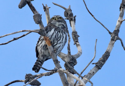 Northern Pygmy-Owl 2019-11-04