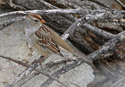 White-crowned Sparrow 2019-10-18