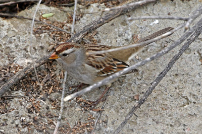 White-crowned Sparrow 2019-10-18