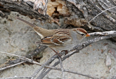 White-crowned Sparrow 2019-10-18