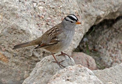 White-crowned Sparrow 2019-10-18