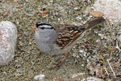 White-crowned Sparrow 2019-10-18