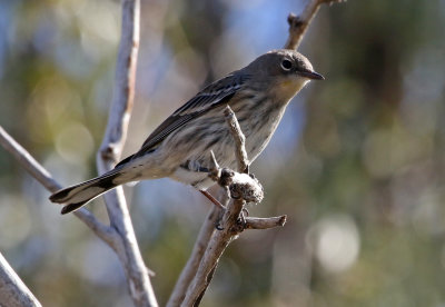 Yellow-rumped Warbler 2019-10-19
