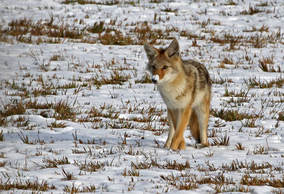 Coyote 2019-11-01