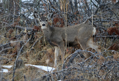 Mule Deer 2019-11-04