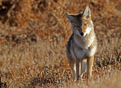 Coyote 2019-11-08