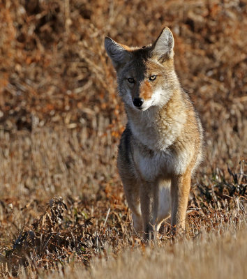 Coyote 2019-11-08