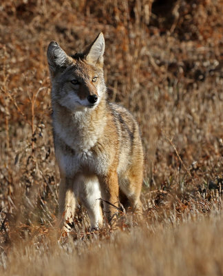Coyote 2019-11-08