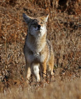Coyote 2019-11-08