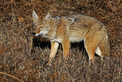 Coyote 2019-11-08