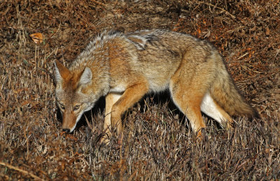 Coyote 2019-11-08