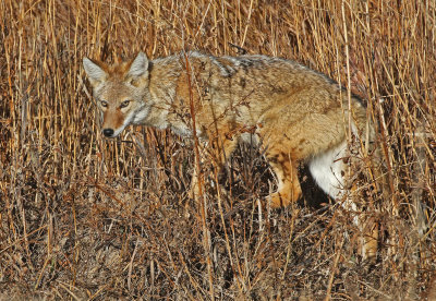 Coyote 2019-11-08