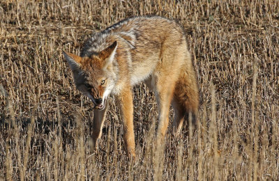Coyote 2019-11-08