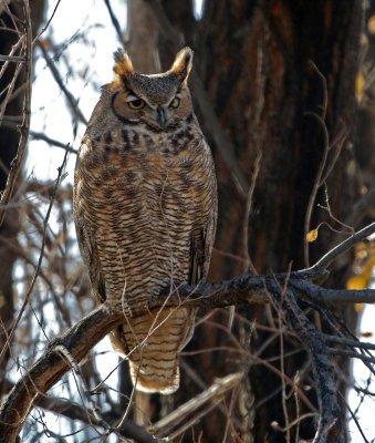 Great Horned Owl 2019-11-07