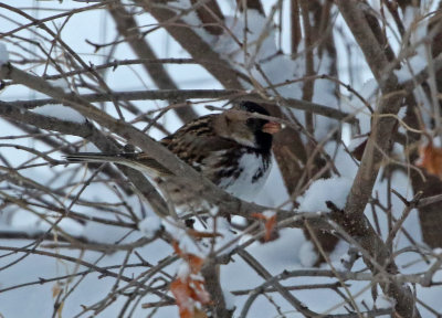 Harris's Sparrow 2019-11-11