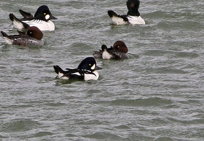 Barrow's Goldeneye 2019-11-17