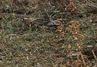 Gray-crowned Rosy-Finch 2019-11-17